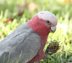 Galah photo 5