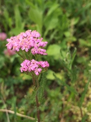 Achillea roseo-alba