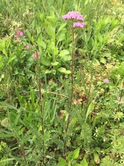Achillea roseo-alba