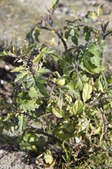 Solanum lycopersicum cerasiforme