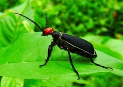 Epicauta mannerheimi