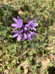 Dichelostemma