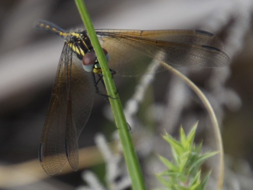Jaunty Dropwing photo 4
