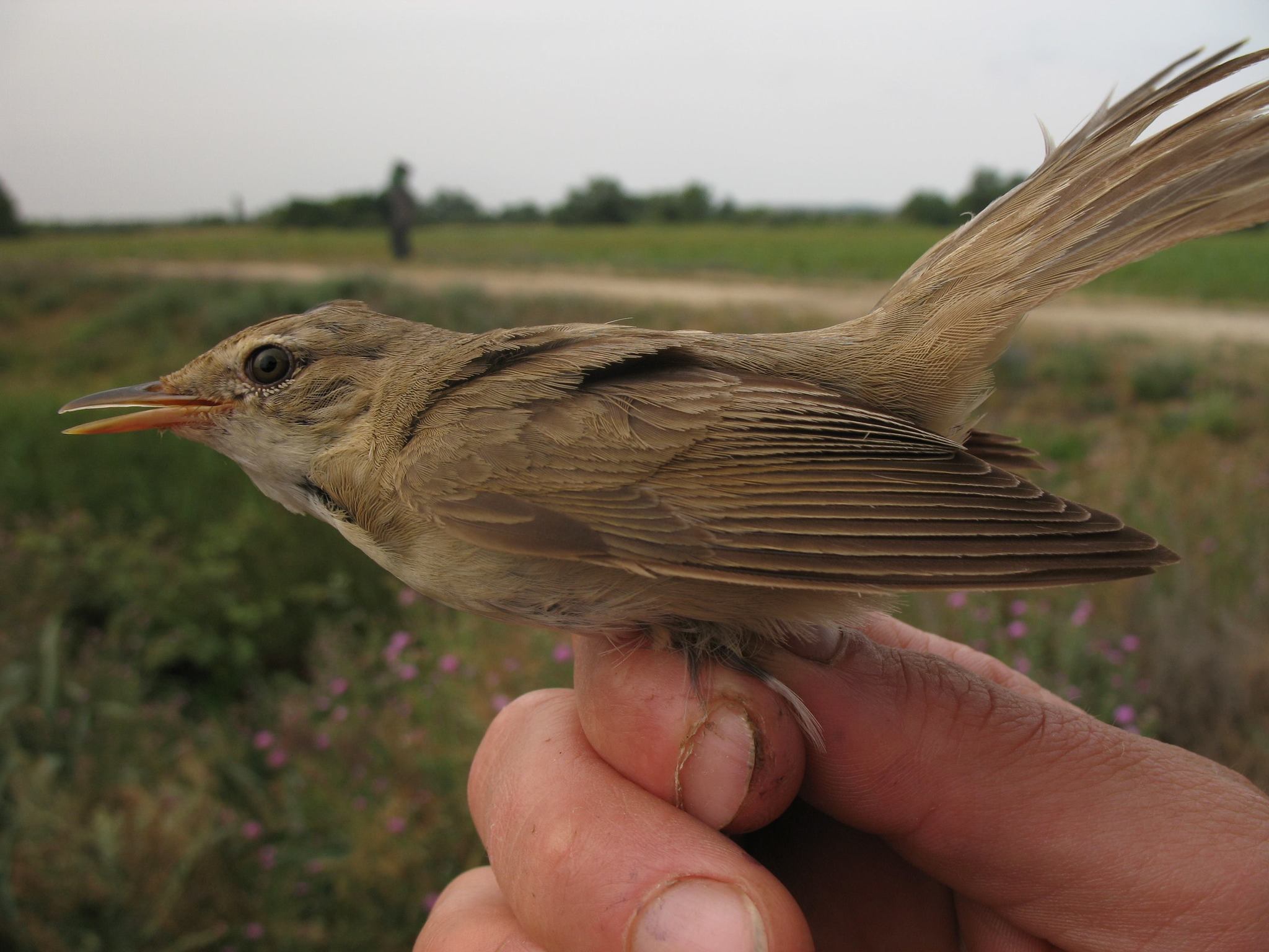 Marsh Warbler