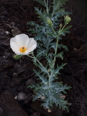 Argemone glauca