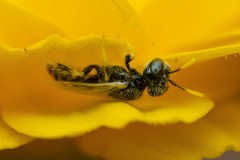 Perdita callicerata