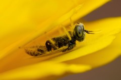 Perdita callicerata