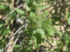 Quercus havardii