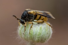 Ripiphorus rex