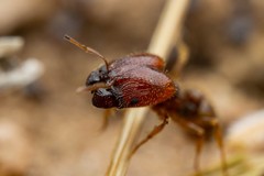 Pheidole xerophila