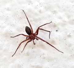 Philodromus rufus pacificus