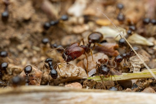 Pheidole xerophila photo 3