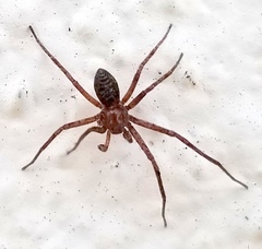 Philodromus rufus pacificus