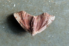 Achrosis