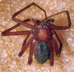 Philodromus rufus pacificus