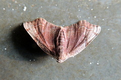 Achrosis