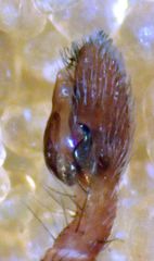 Philodromus rufus pacificus