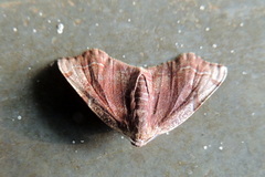 Achrosis