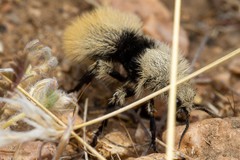 Dasymutilla magna