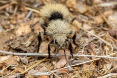 Dasymutilla magna