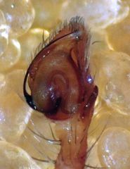 Philodromus rufus pacificus