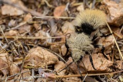 Dasymutilla magna