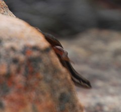 Trachylepis variegata