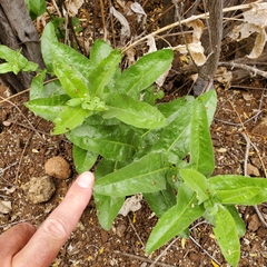 Acourtia microcephala