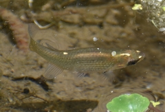 Fundulus dispar