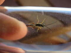 Diplazon laetatorius