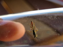 Diplazon laetatorius