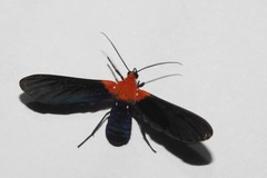 Psoloptera