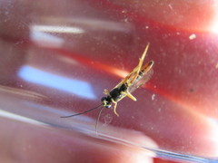 Diplazon laetatorius