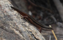 Trachylepis variegata