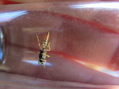 Diplazon laetatorius