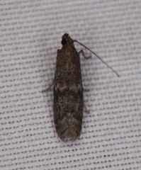 Eurythmia angulella