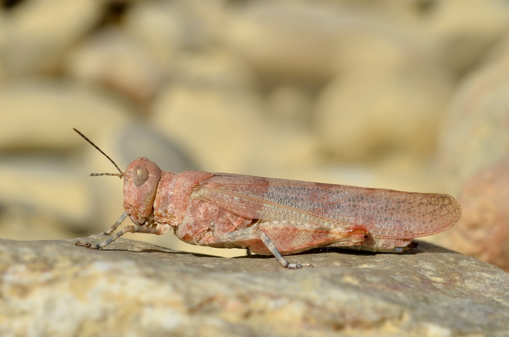 Blue-winged Sand Grasshopper