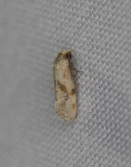 Platphalonidia
