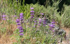 Lupinus microcarpus microcarpus
