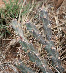 Cylindropuntieae