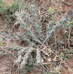 Cylindropuntieae