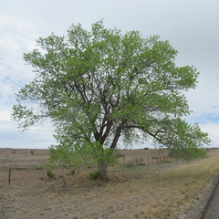 Populus deltoides wislizenii