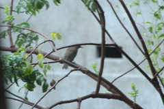 Turdus assimilis