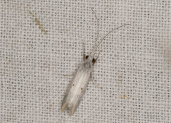 Asmicridea edwardsii