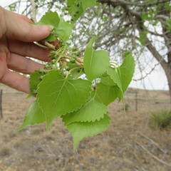 Populus deltoides wislizenii