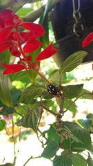 Chinavia erythrocnemis