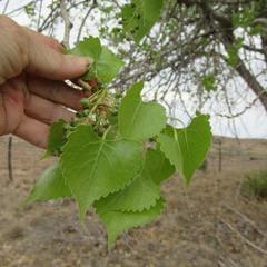 Populus deltoides wislizenii