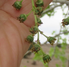 Populus deltoides wislizenii