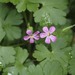 Shining Crane's-Bill - Photo (c) Kris Ethington, some rights reserved (CC BY-NC), uploaded by Kris Ethington