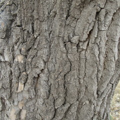 Populus deltoides wislizenii